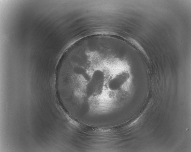 X0000071760831200607150000