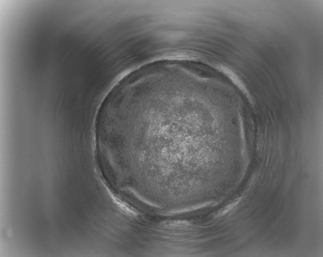 X0000071760837200607150000