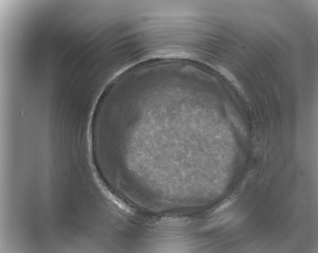 X0000071760840200607150000