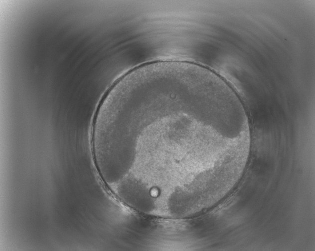 X0000071760856200607150000