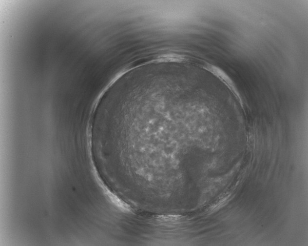 X0000071760859200607150000