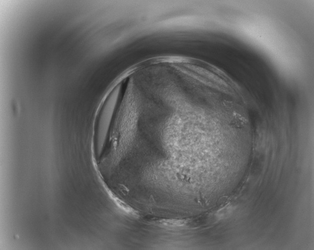 X0000071760861200607150000