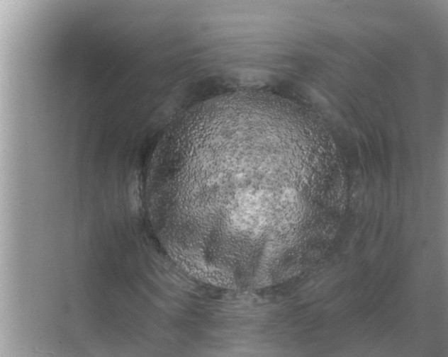 X0000071760866200607150000