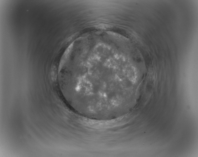 X0000071760043200607220021