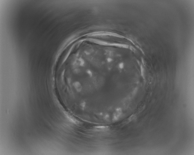 X0000071760053200607220020