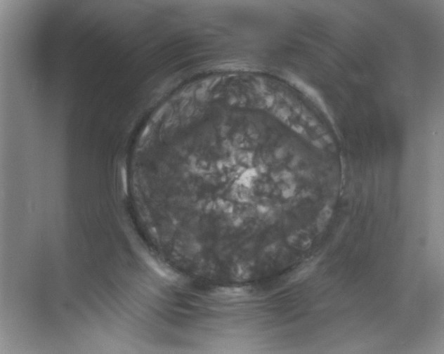 X0000071760061200607220020