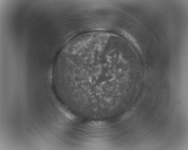 X0000071760065200607220020