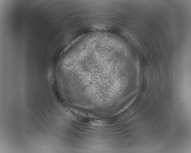 X0000071760079200607220020