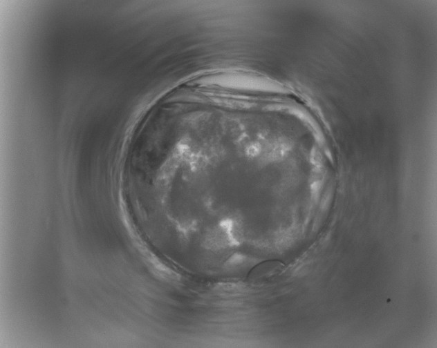 X0000071760145200607220018