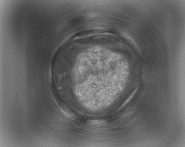 X0000071760251200607220017