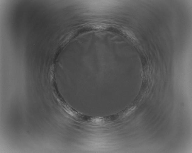 X0000071760325200607220016