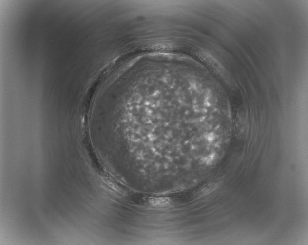 X0000071760355200607220015