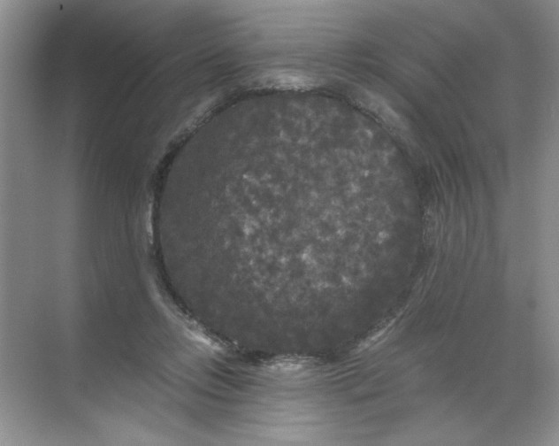 X0000071760358200607220016