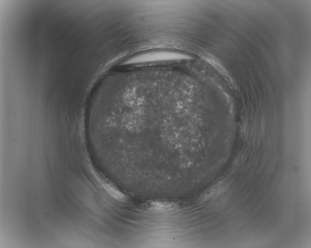 X0000071760442200607220014