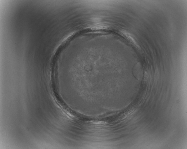 X0000071760539200607220012