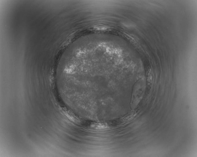 X0000071760559200607220012