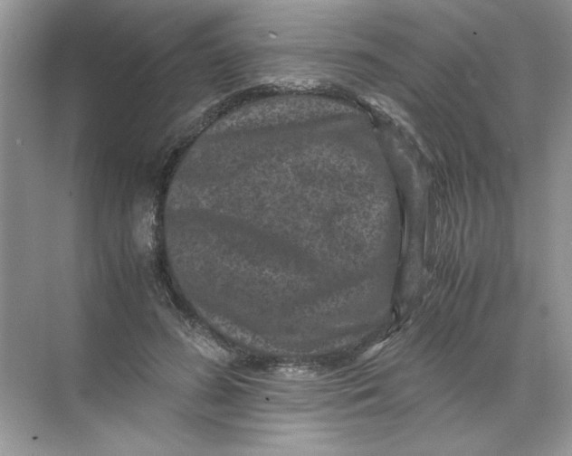 X0000071760596200607220012