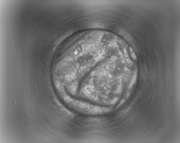 X0000071760625200607220010