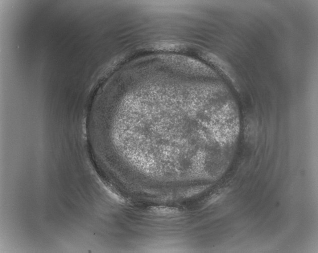 X0000071760633200607220010