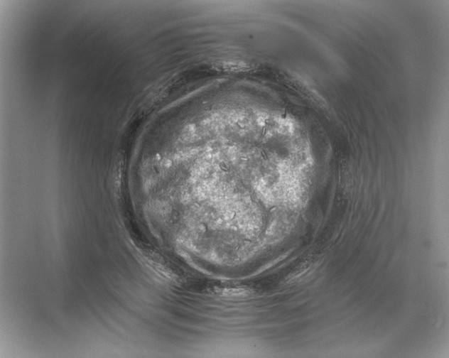 X0000071760645200607220011