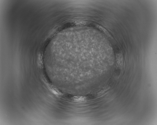 X0000071760667200607220011