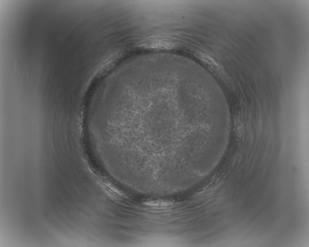 X0000071760735200607220009