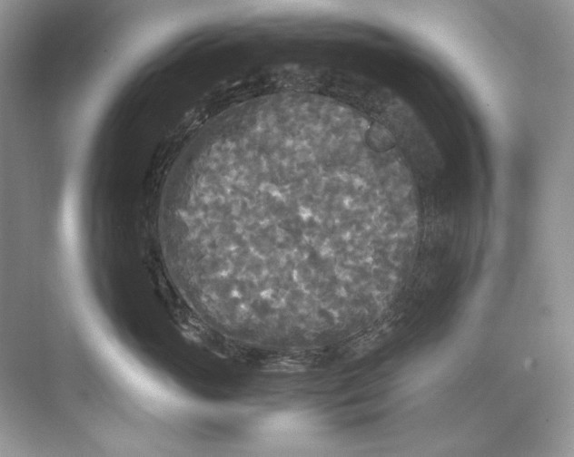 X0000071760765200607220009