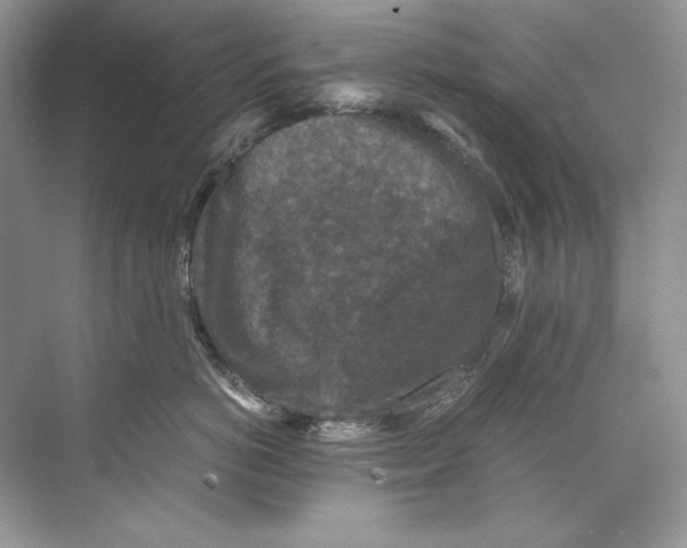 X0000071760766200607220009