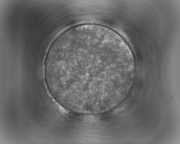 X0000071760807200607220008