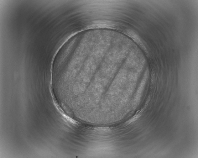 X0000071760844200607220008