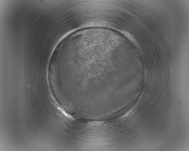 X0000071760846200607220008