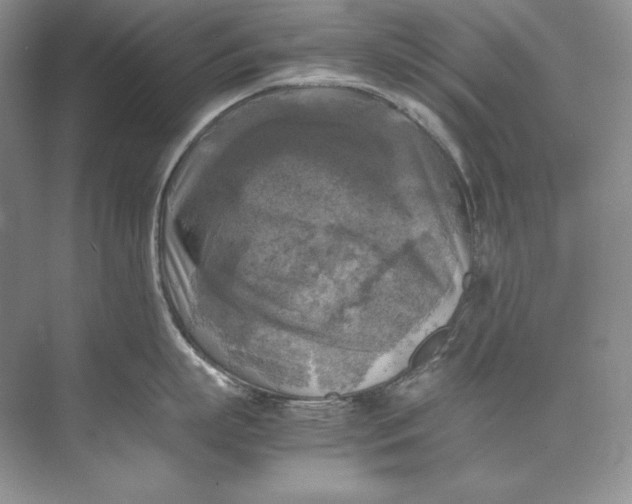 X0000071760863200607220008