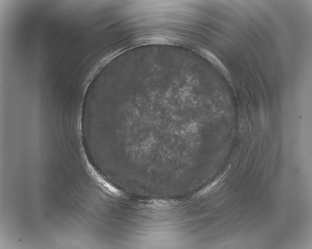 X0000071760938200607220006