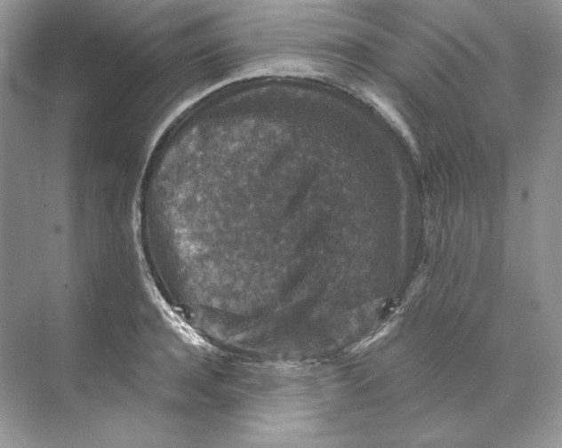 X0000071760944200607220006