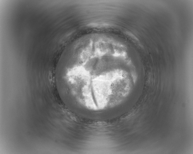 X0000071760966200607220005