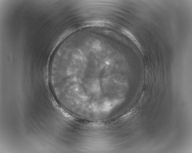 X0000071760994200607220005