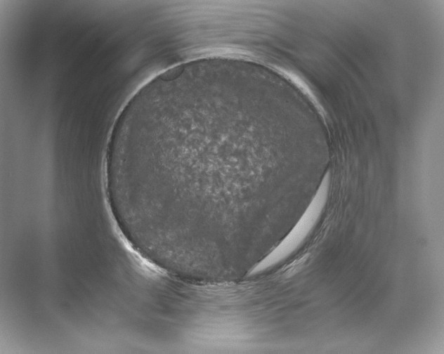 X0000071760999200607220005