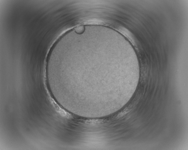 X0000071761000200607220005