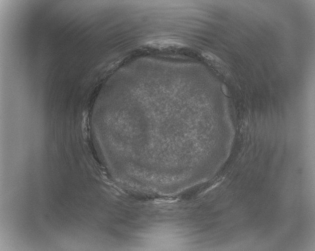 X0000071761014200607220004