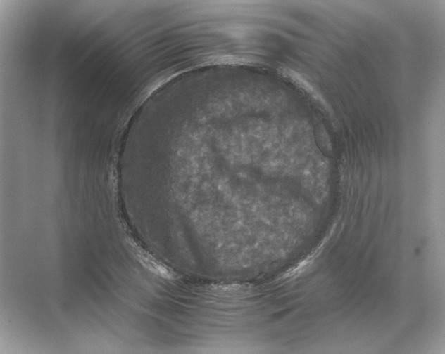 X0000071761025200607220004