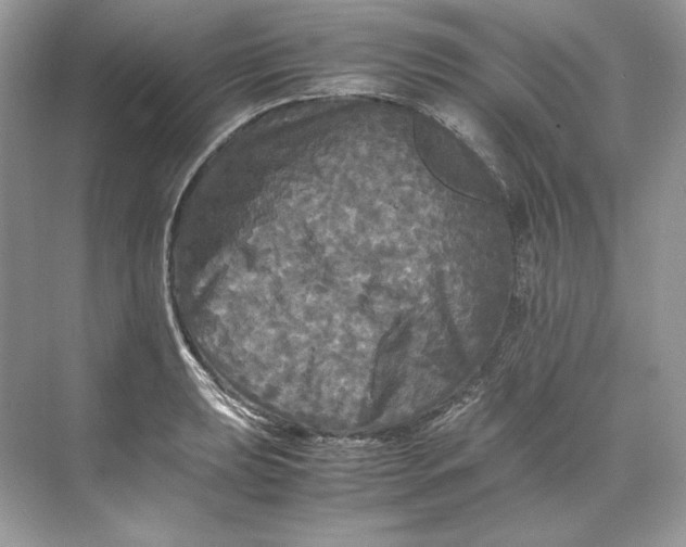 X0000071761039200607220004