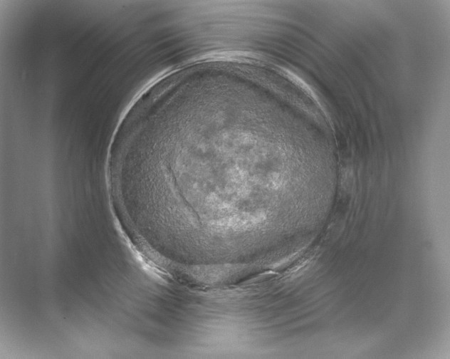 X0000071761050200607220005