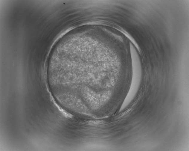 X0000071761053200607220005