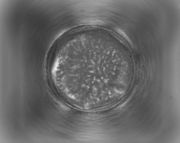 X0000071761071200607220004