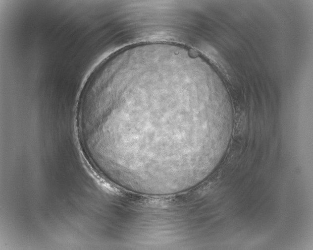 X0000071761086200607220003