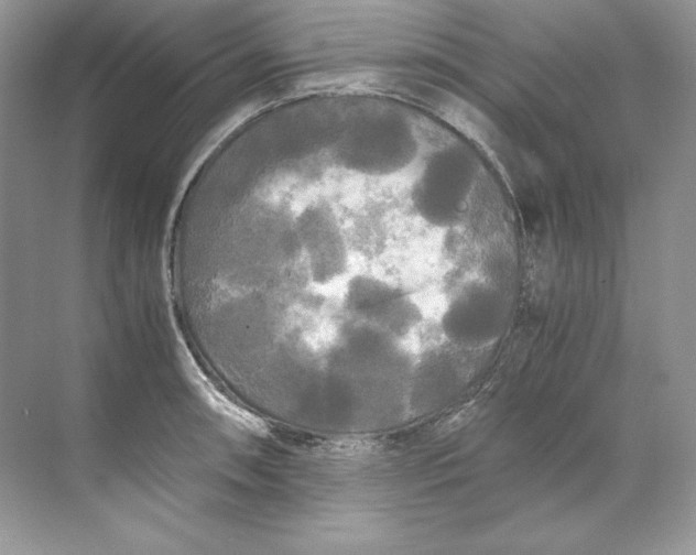 X0000071761090200607220003