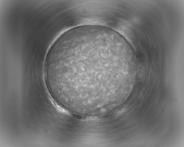 X0000071761094200607220003