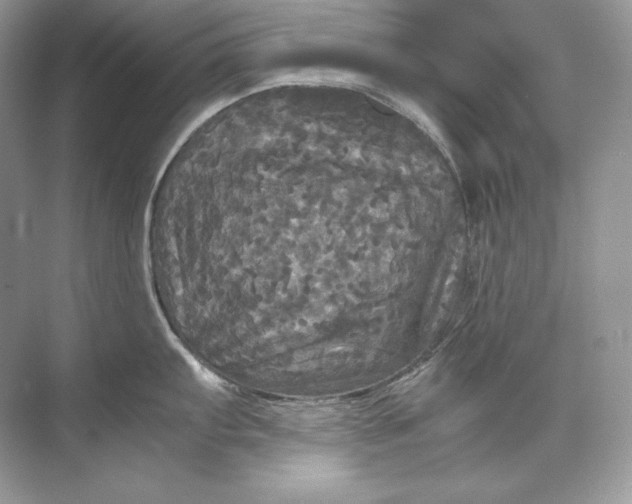 X0000071761103200607220003