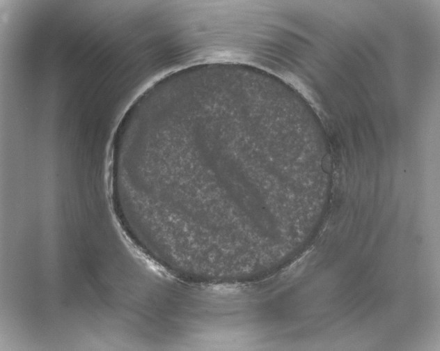 X0000071761126200607220003