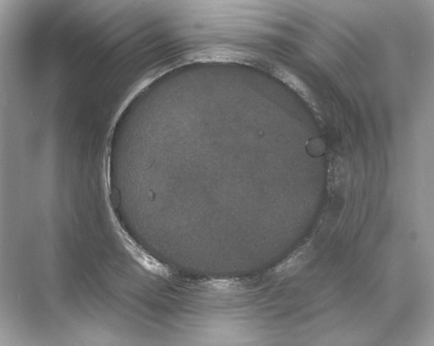 X0000071761130200607220003